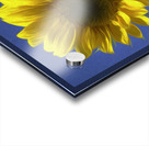 Sunflower And The Sky Impression Acrylique