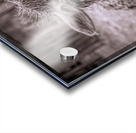 A Is For Alpaca Acrylic print