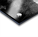 Slender Horned Gazelles In B&W Acrylic print