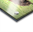 America Bison  Impression Acrylique