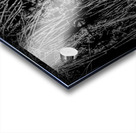 Mirror Reflection Of A Bittern Acrylic print