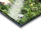 I Thought I Could Hide Acrylic print