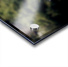 The Lookout Acrylic print