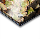 Green and White Turkey Tail  Impression Acrylique