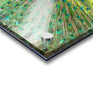 Brilliant Peacock Acrylic print