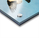 Osprey Taking Flight Acrylic print