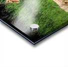 Slender Horn Gazelles Acrylic print