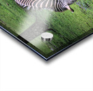 Sleeping While Standing Acrylic print