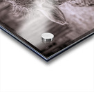 A Is For Alpaca Acrylic print