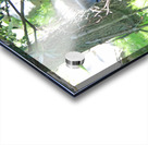  Western Lowland Gorilla Acrylic print