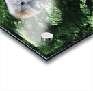 Silverback Gorilla Impression Acrylique