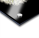 White Allium Acrylic print