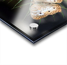 White Peacock Acrylic print