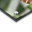 Buckeye Impression Acrylique