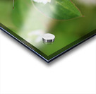 Cabbage White Butterfly On Globe Amaranth Impression Acrylique