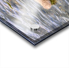 Cygnet On The Pond Impression Acrylique