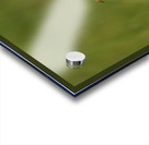 Great Egret Profile Acrylic print