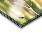 Eastern King Bird Enjoying The Day Acrylic print