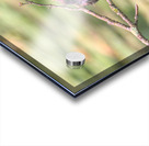 Eastern King Bird On A Branch Acrylic print