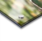 Peaceful Eastern King Bird Impression Acrylique