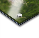 Feather Stuck O A Blade Of Grass Acrylic print