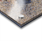 Solo Shell Acrylic print