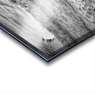 Black and White Sea Gull  Acrylic print