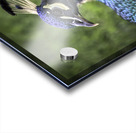 Peacock Profile Impression Acrylique