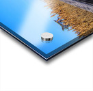 Walkway Through The Wetlands Acrylic print