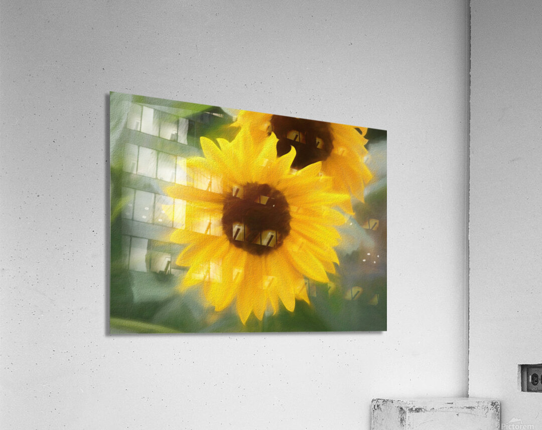 Sunflower In Chalk Acrylic Print