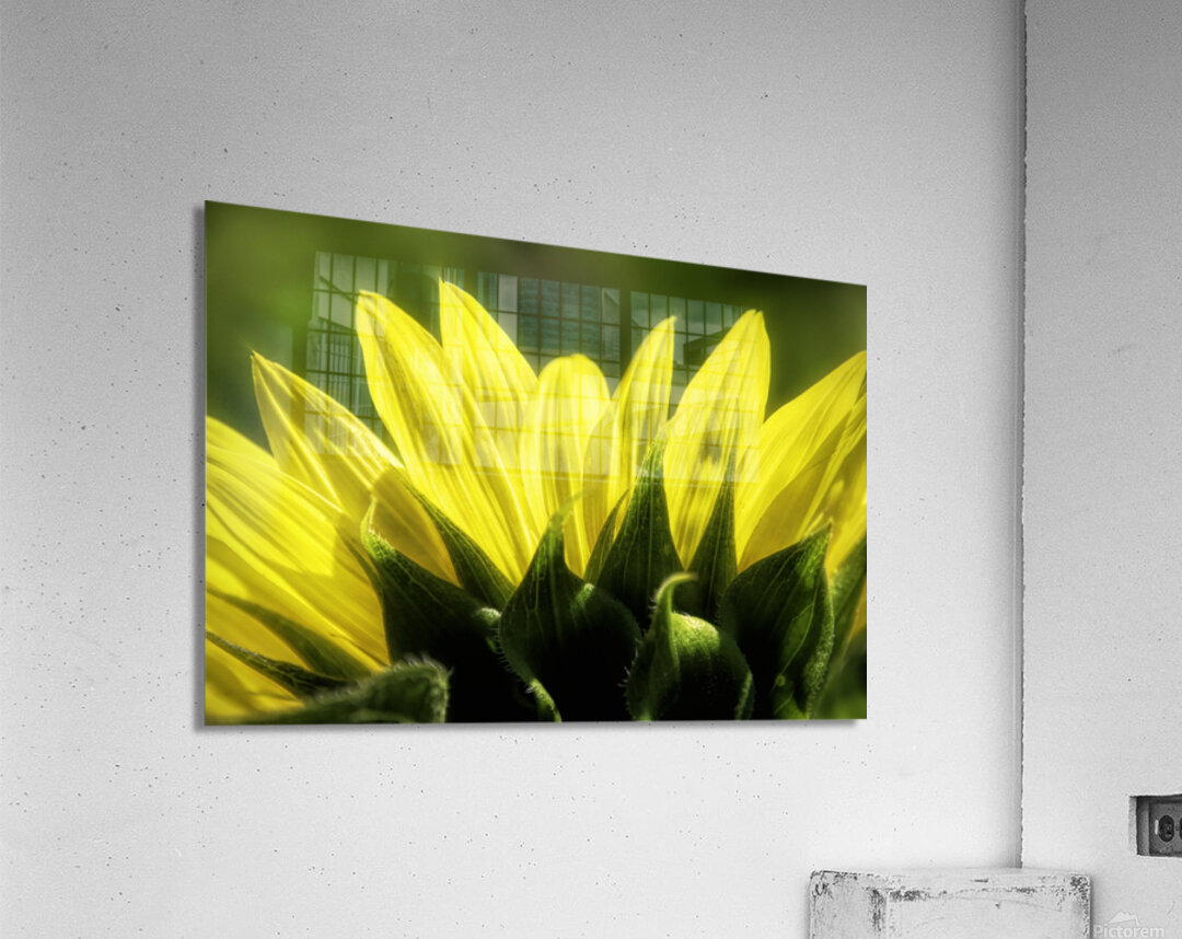 Beauty On The Back Acrylic Print