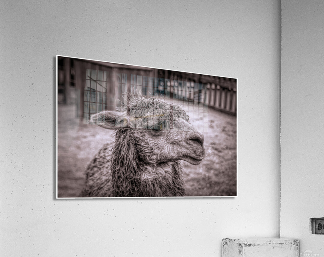 A Is For Alpaca Acrylic Print