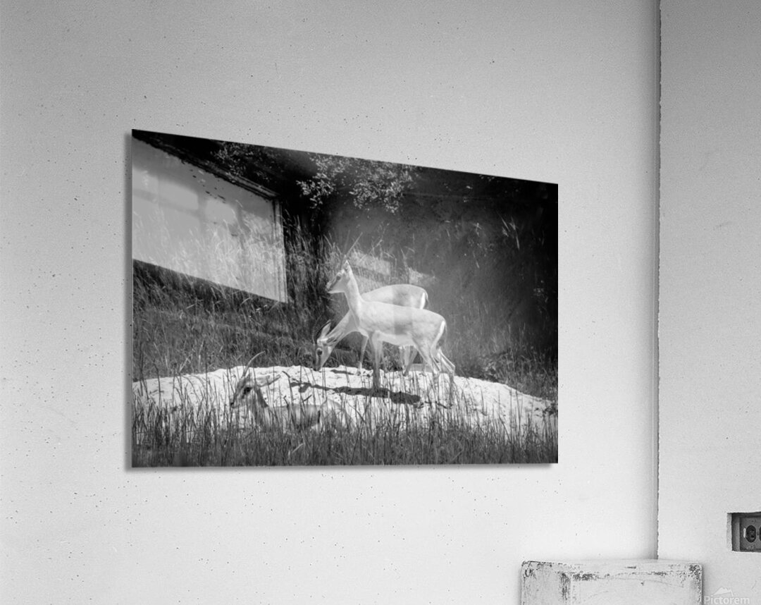 Slender Horned Gazelles In B&W Acrylic Print