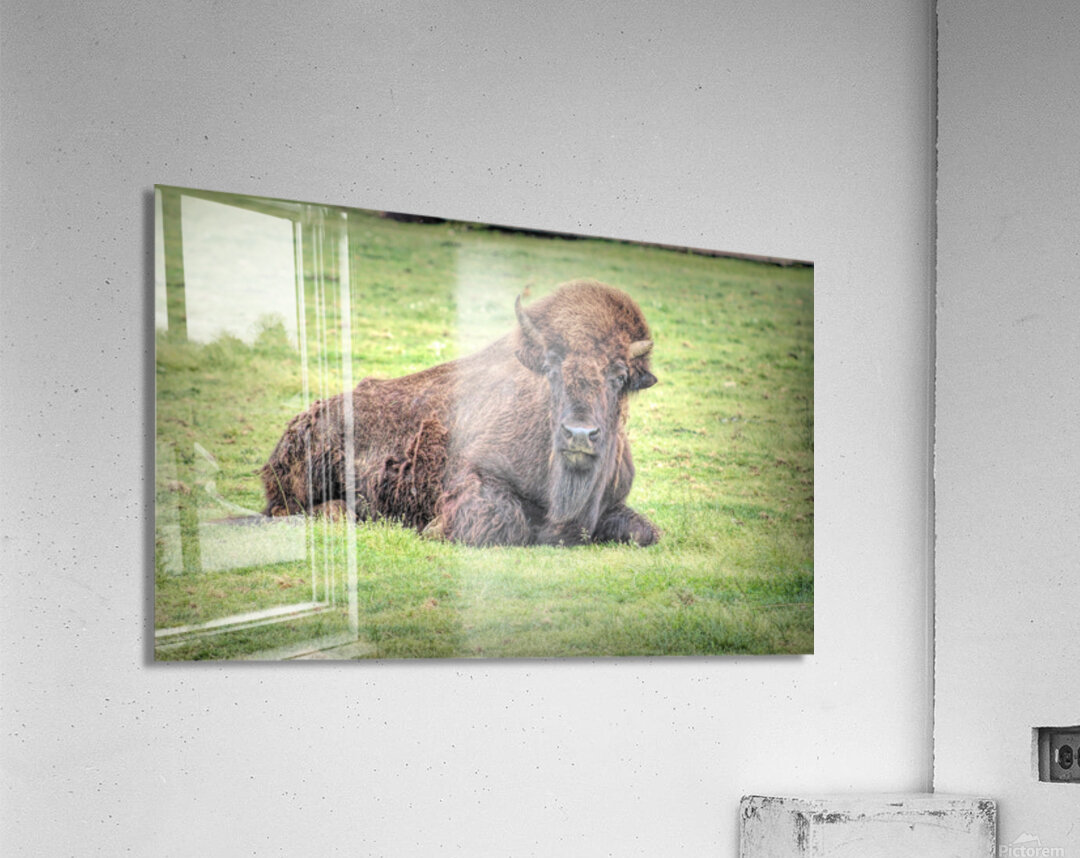 America Bison  Impression acrylique