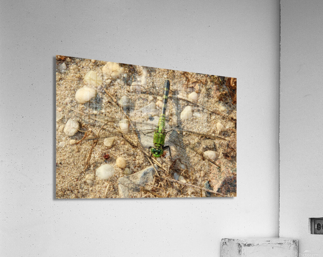 Eastern Pondhawk  Impression acrylique