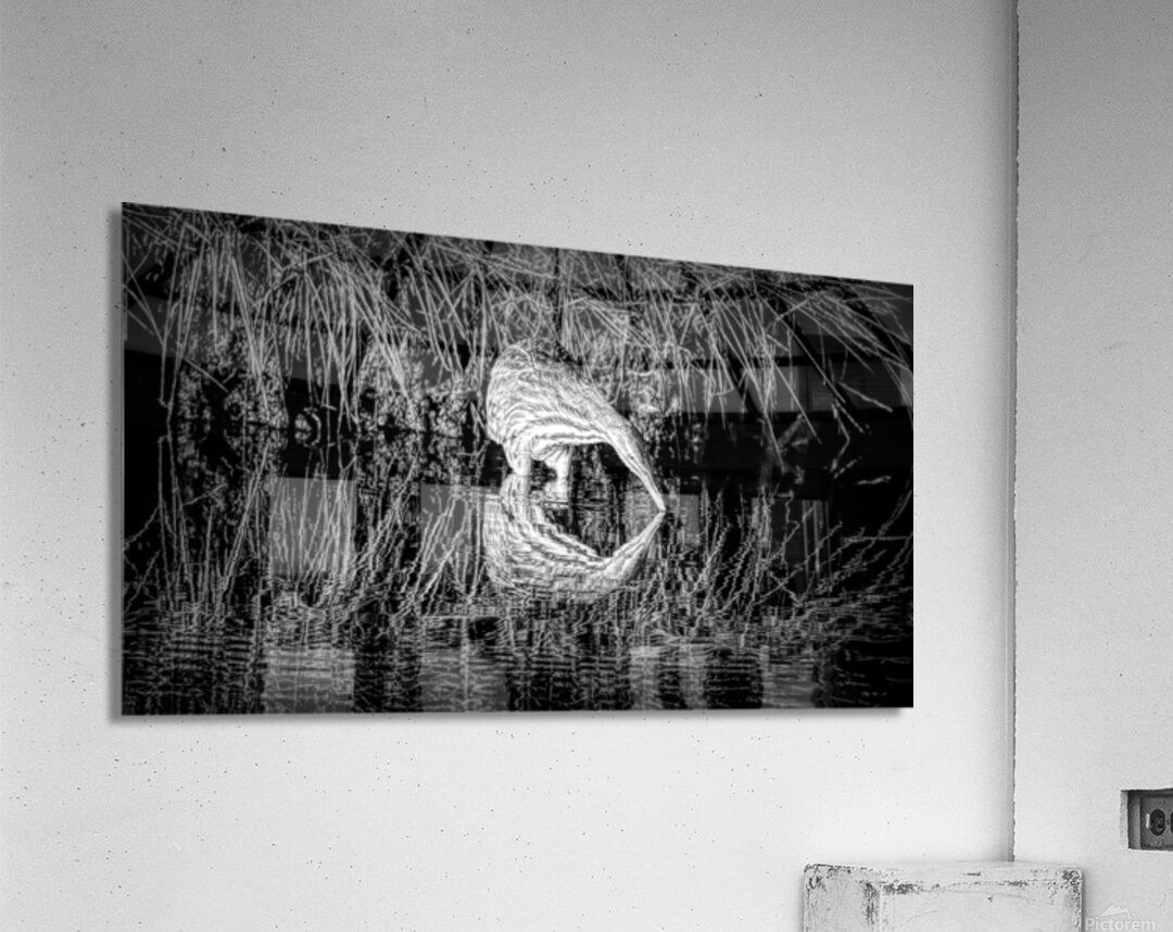 Mirror Reflection Of A Bittern Acrylic Print