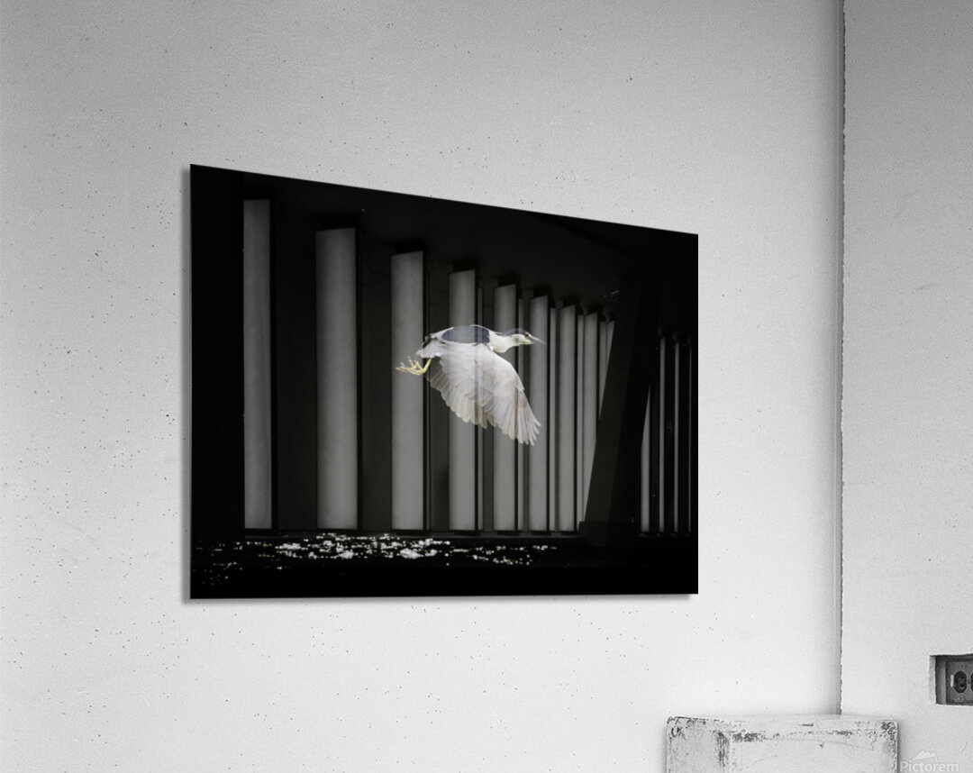 Black Crown Night Heron In Flight Impression acrylique