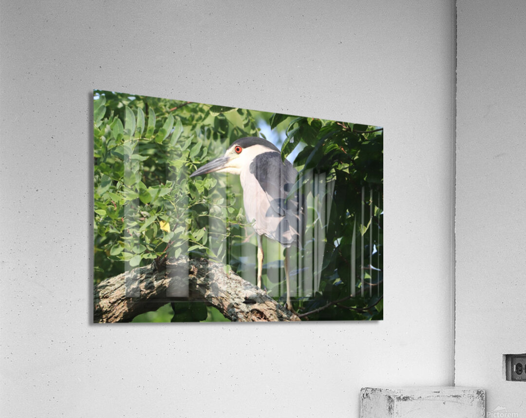 I Thought I Could Hide Acrylic Print