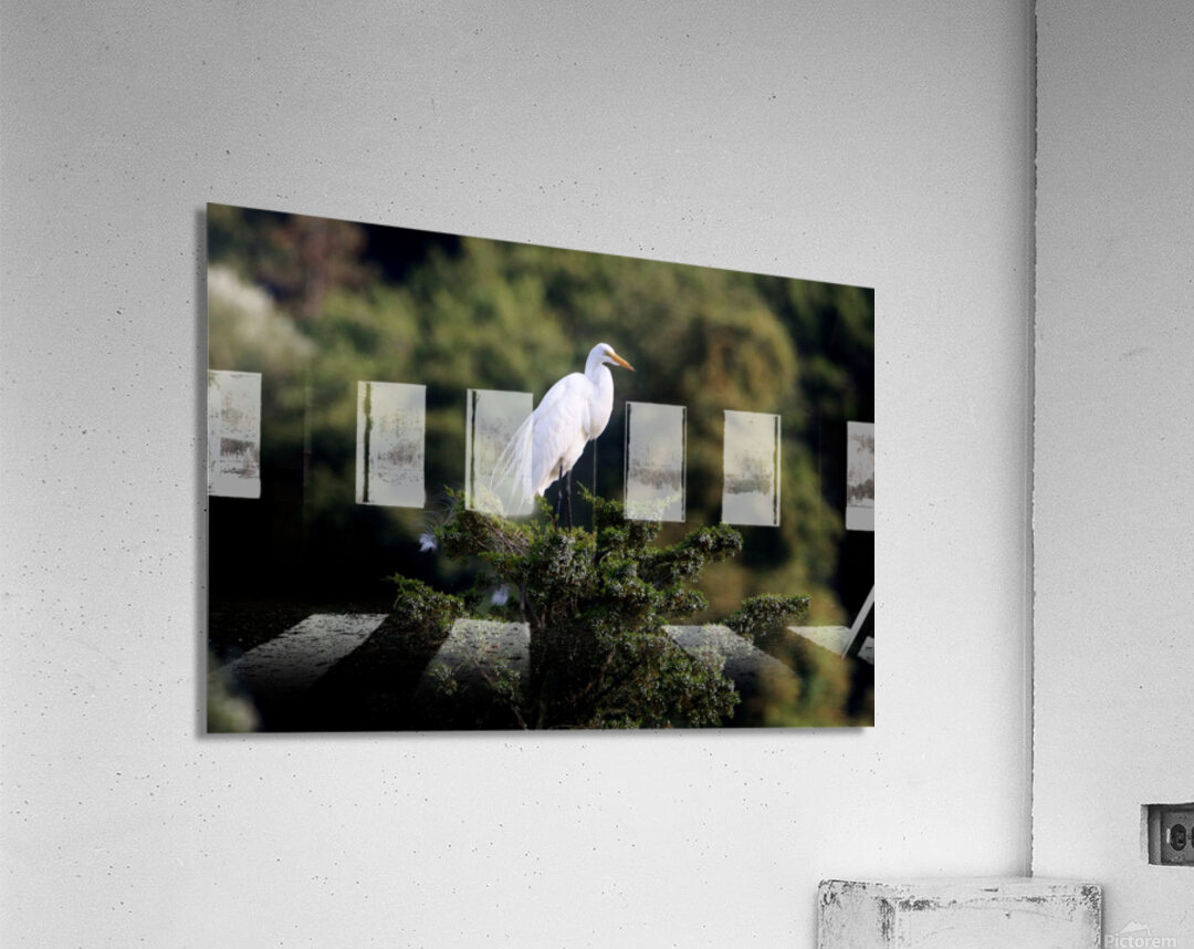 The Lookout Acrylic Print