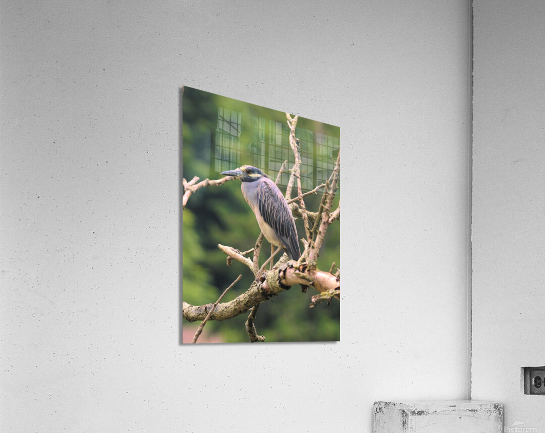 Studious Yellow Crown Impression acrylique