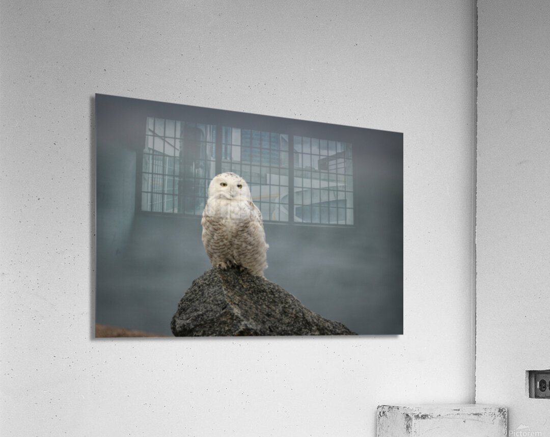 Fog and Snowy Acrylic Print