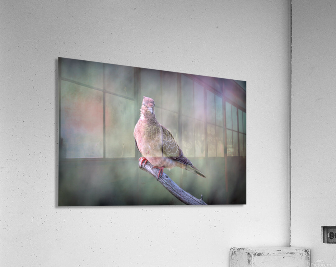 Sleeping With One Eye Open Impression acrylique