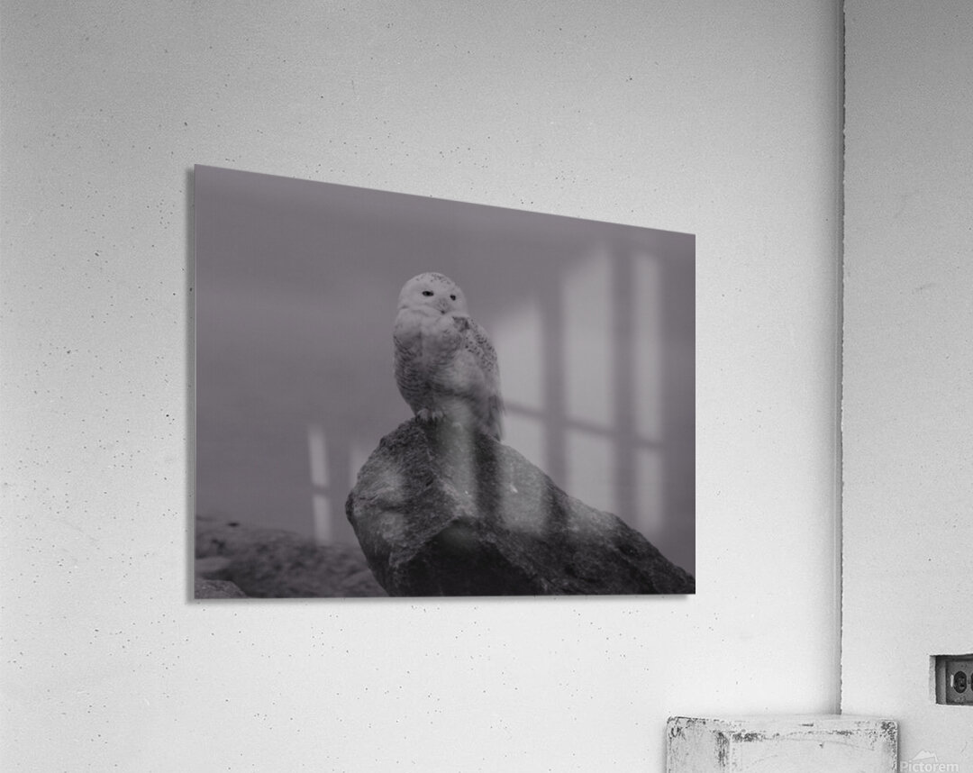 Snow In The Fog Acrylic Print