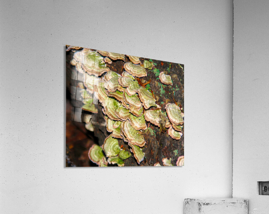 Green and White Turkey Tail  Impression acrylique