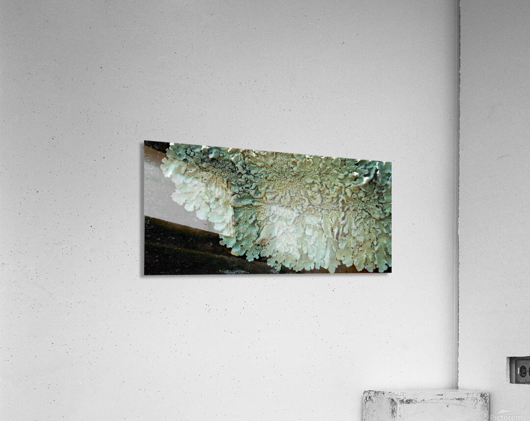 Lichen On Wood Impression acrylique