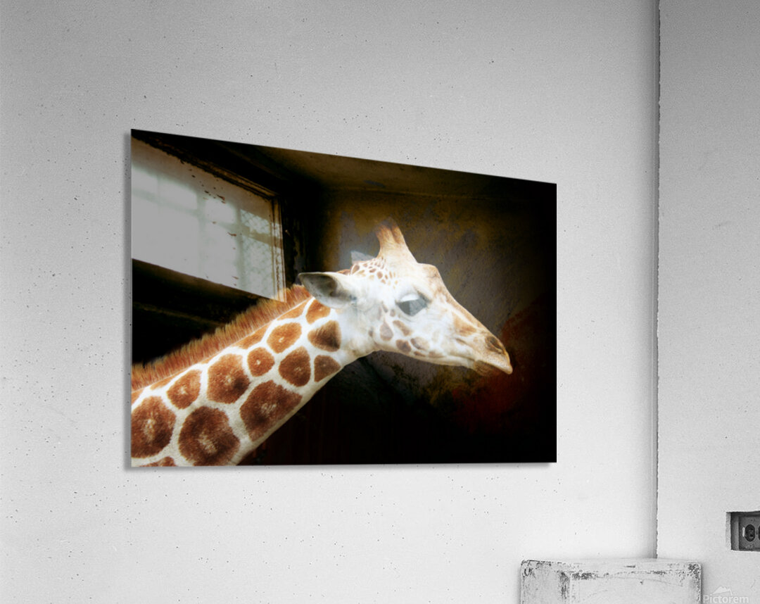 Ollie Giraffe Impression acrylique