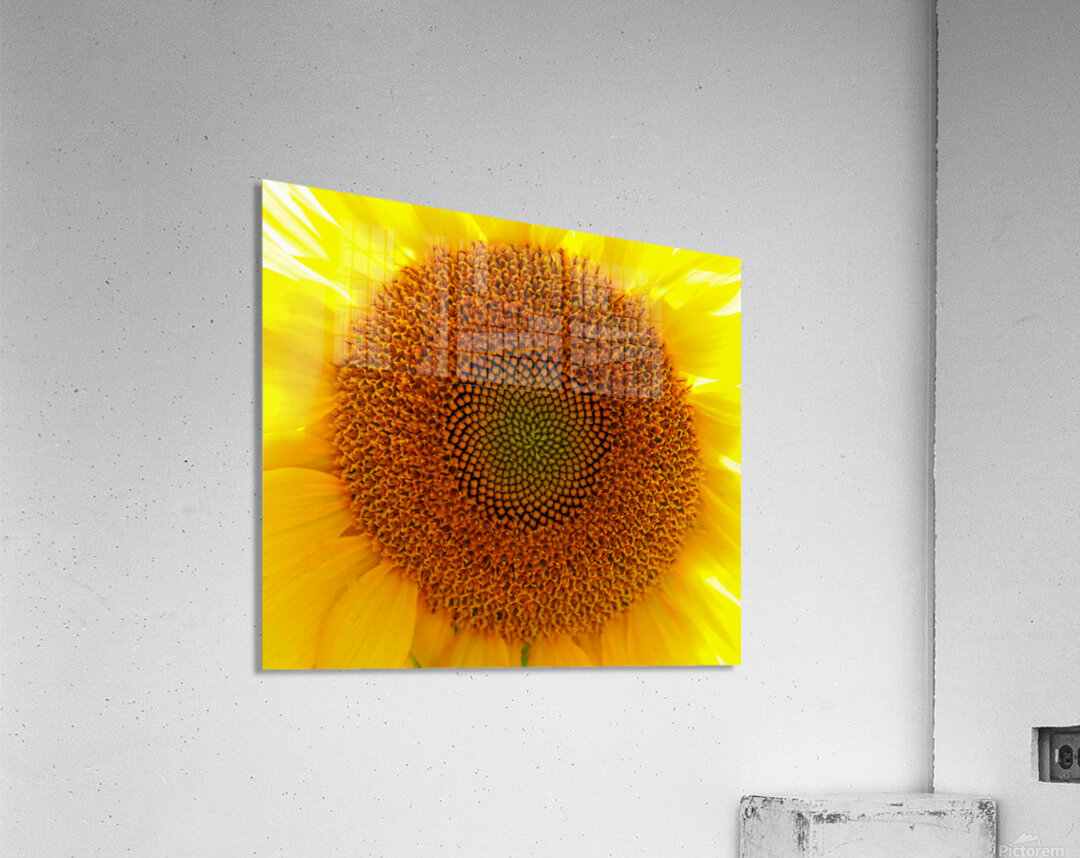 Fibonaccis Spiral  Acrylic Print