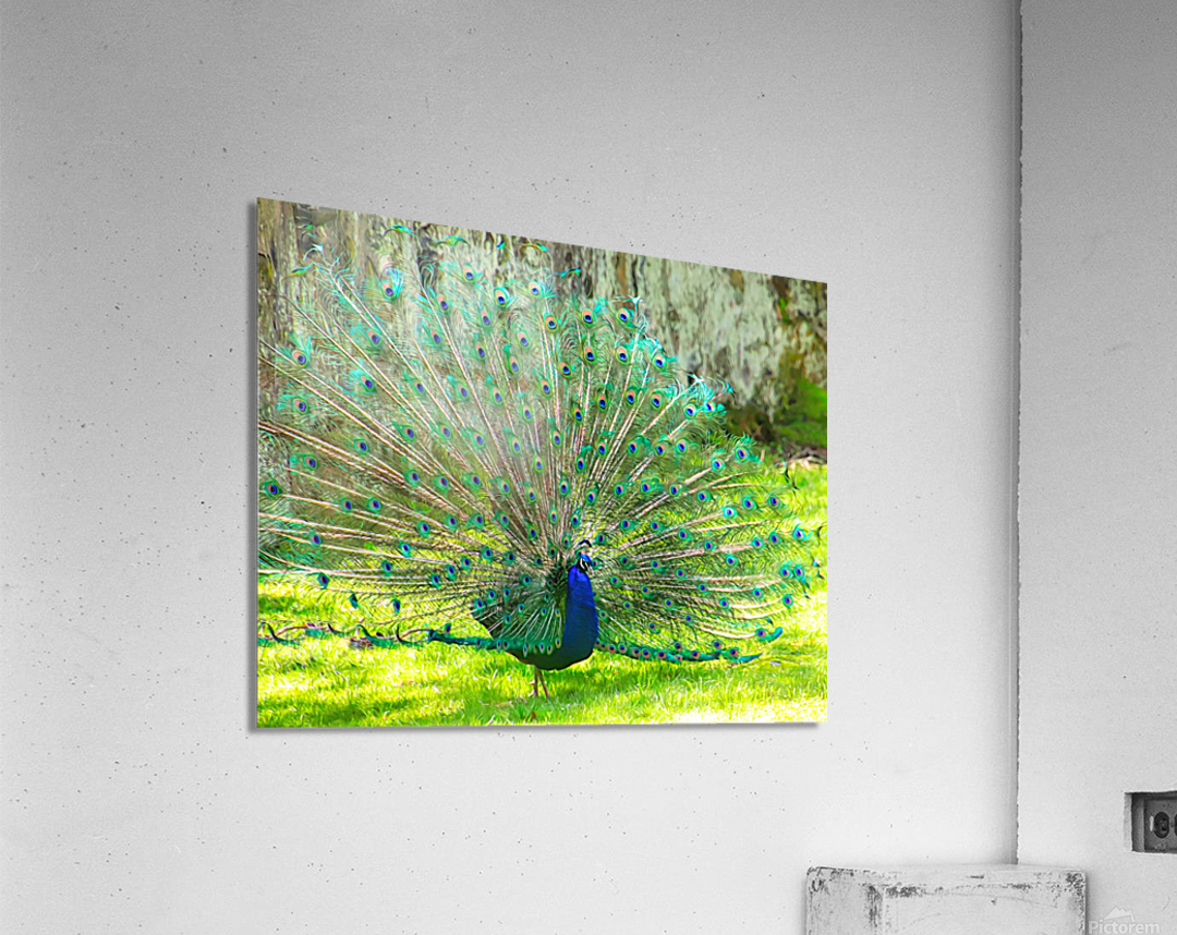 Brilliant Peacock Acrylic Print