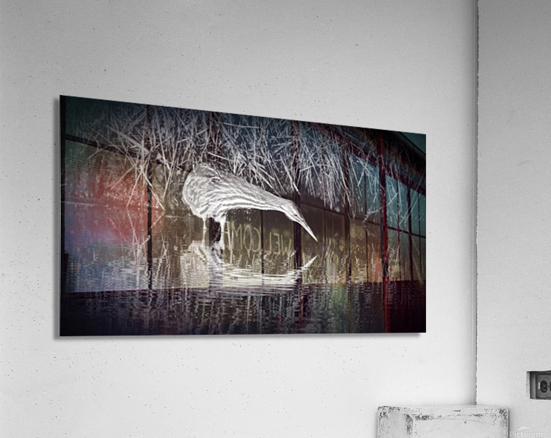 Bittern Reflection In Black and White Acrylic Print