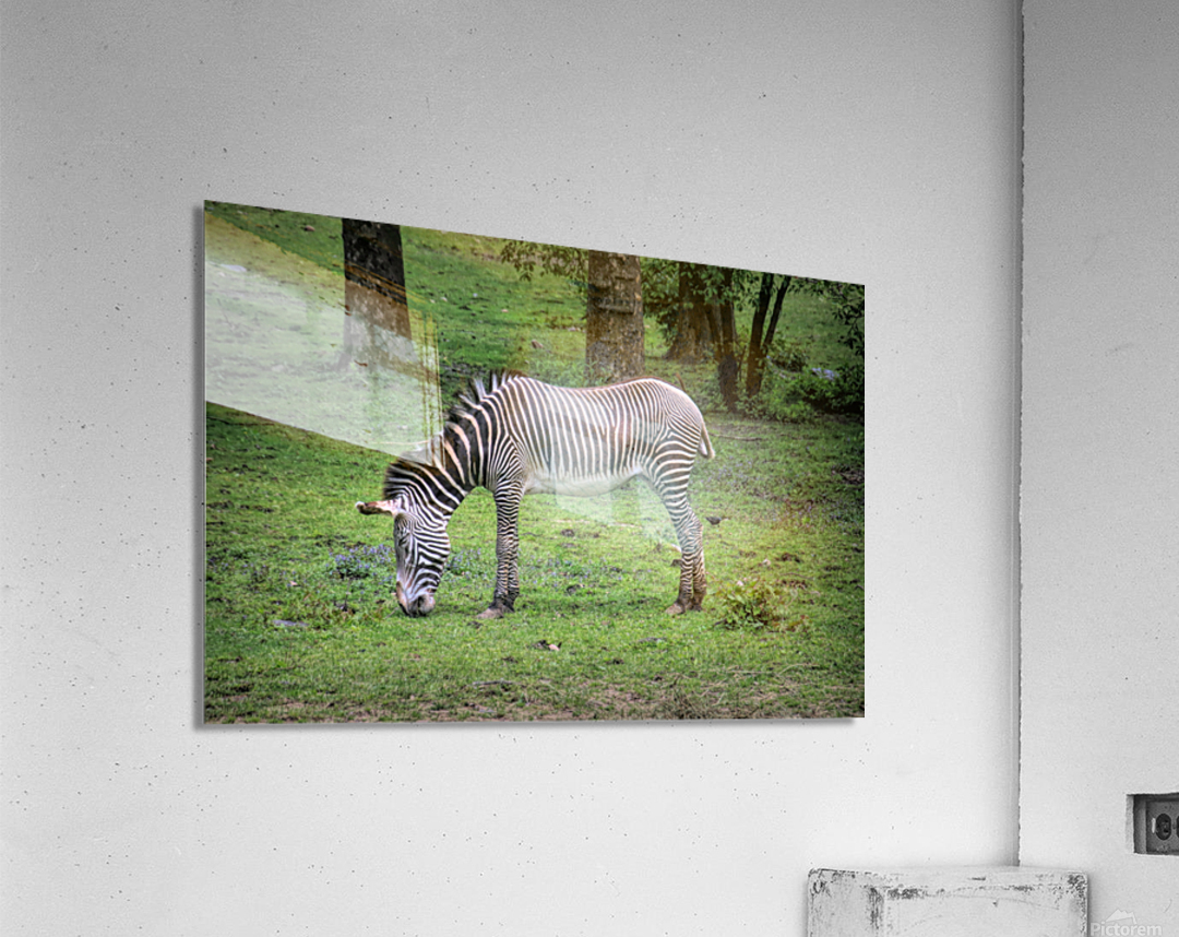 Sleeping While Standing Acrylic Print